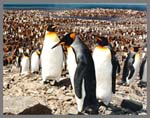 King Penguin Colony